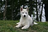 SIBERIAN HUSKY 1032